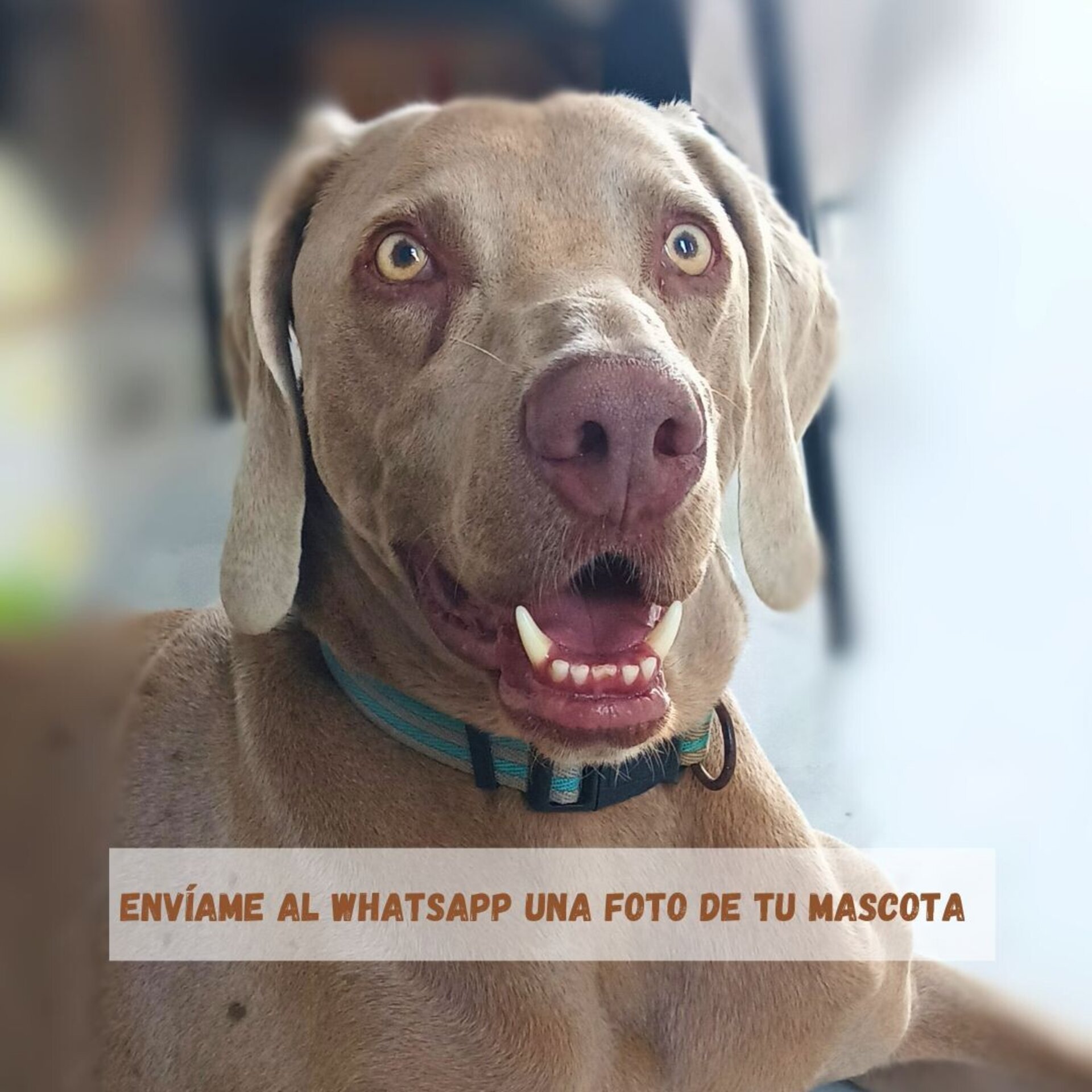 Manta personalizada Firulais - 2